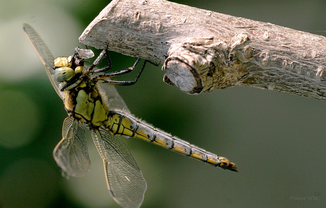 062 - Libellule en plein repas (2).jpg
